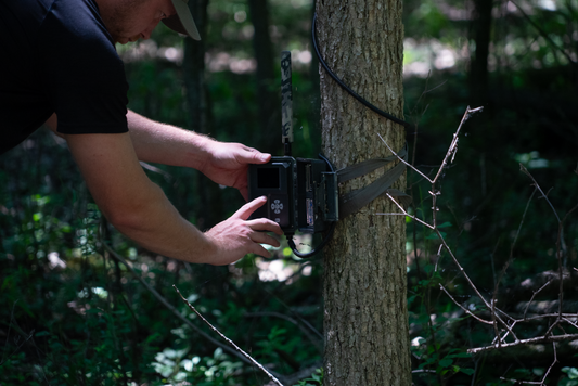 Trail camera set up on a whitetail mock scrape