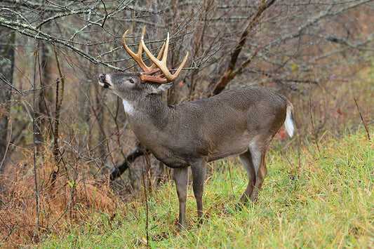 Whitetail buck working a scrape under a licking branch