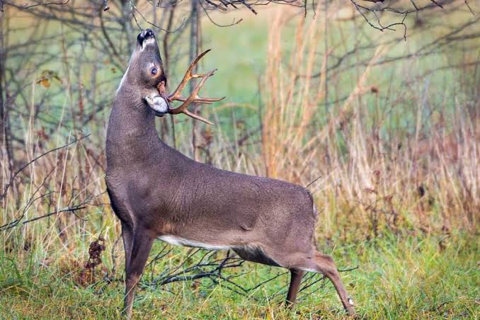 Whitetail mock scrape under an overhanging licking branch