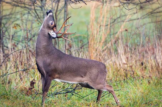 Whitetail mock scrape under an overhanging licking branch